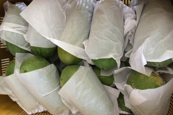 Tissue Paper 3